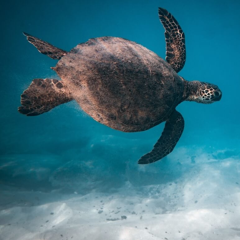 Turtle Turtle